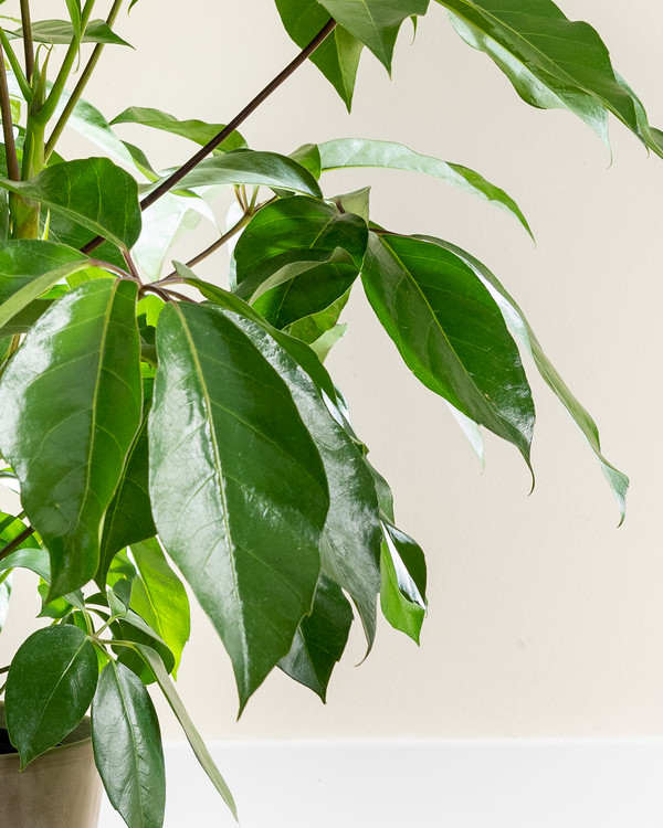 Buy Schefflera actinophylla 'Amate', Umbrella Tree | Free Shipping over ...