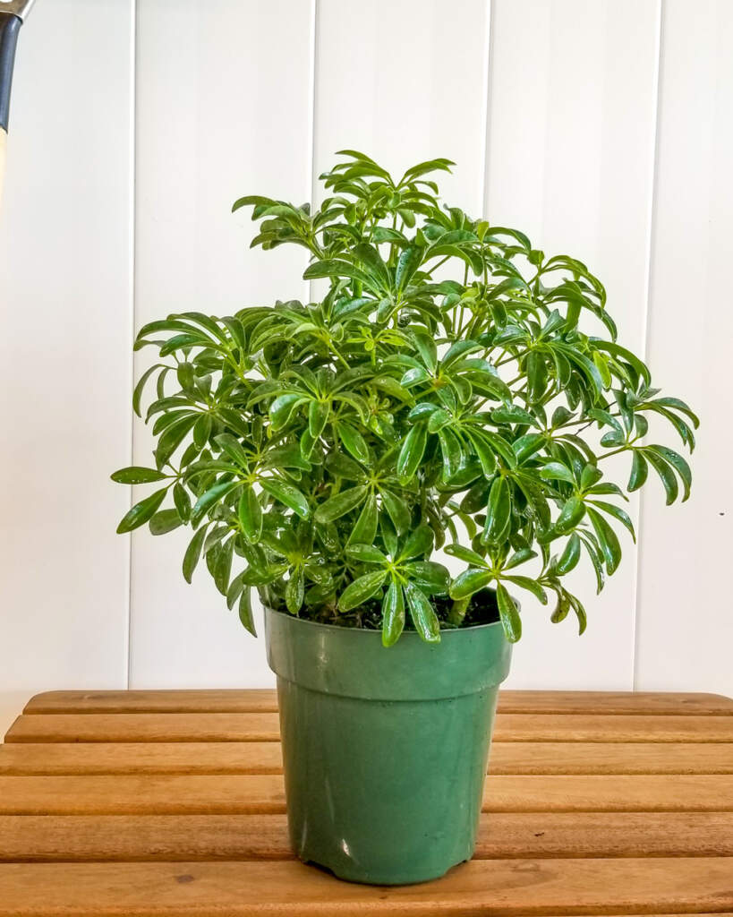 Buy Schefflera arboricola Dwarf Umbrella Tree