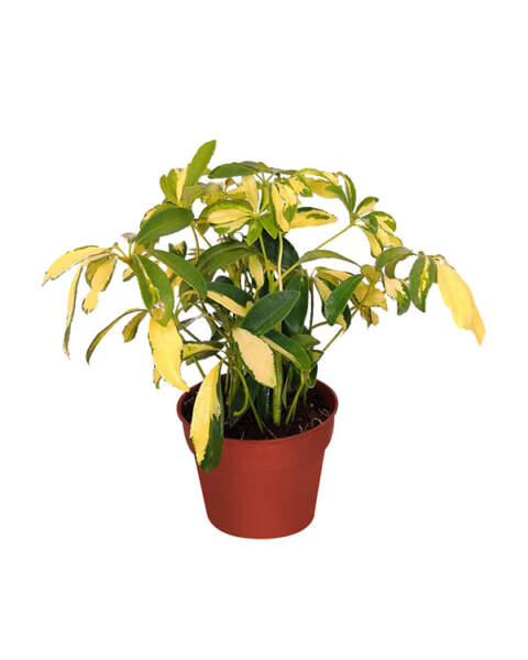 Medium Bush Medium Bush