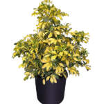 schefflera arboricola trinette exl bush