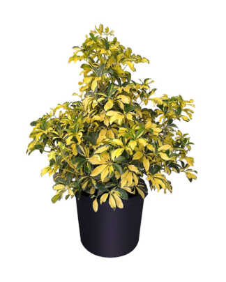 schefflera arboricola trinette exl bush