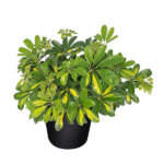 schefflera arboricola gold capella 3g