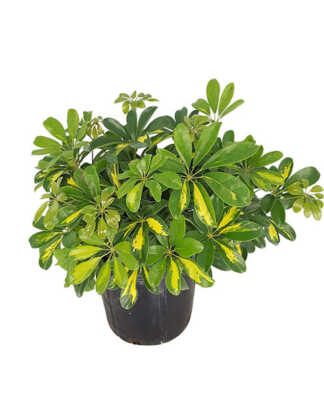 schefflera arboricola gold capella 3g