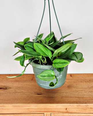 Large, Hanging Basket