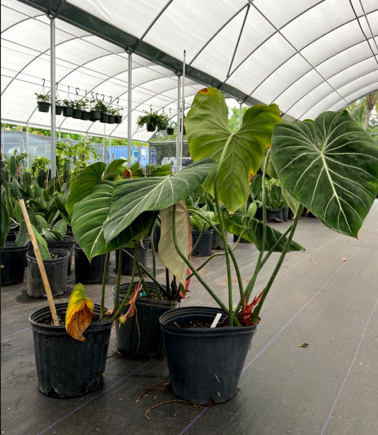 Philodendron gloriosum, Philodendron gloriosum PlantVine