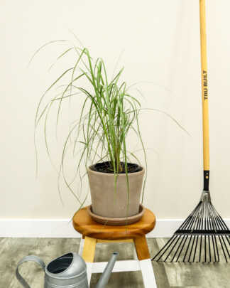 sea oats