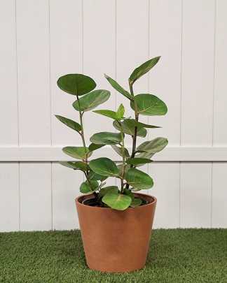 Sea Grape - Large, Bush