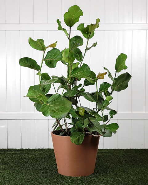 Seagrape, Bush Seagrape, Bush