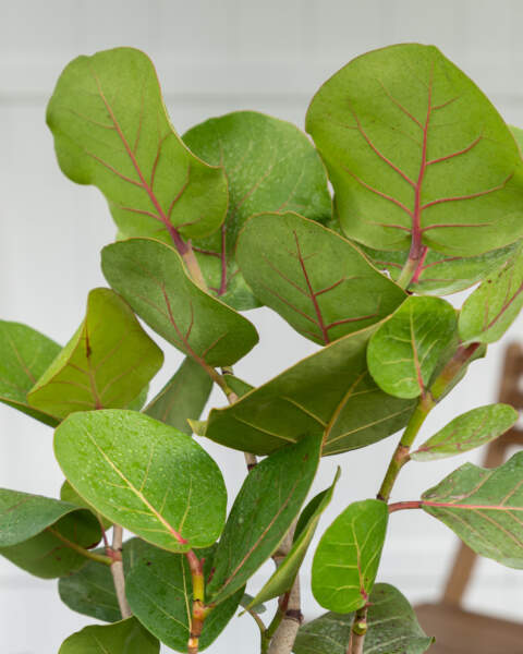 Leaves Leaves