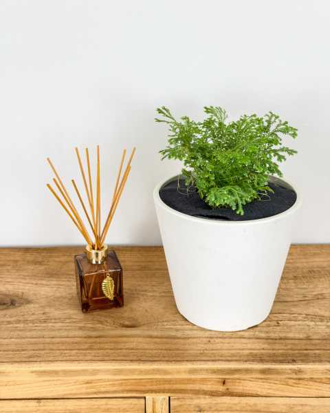 Medium, Bush Medium, Bush