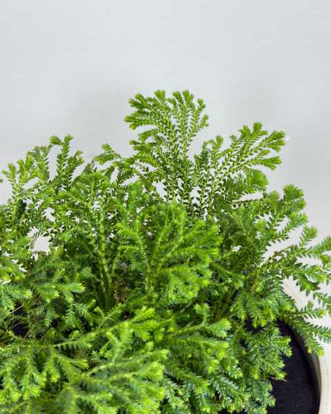Foliage Foliage