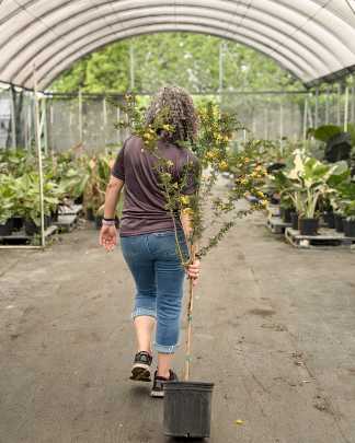 Desert Cassia - PlantVine Picks