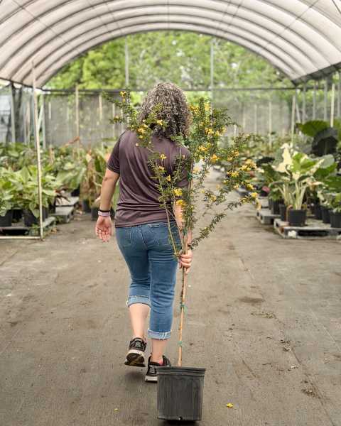 PlantVine Picks PlantVine Picks