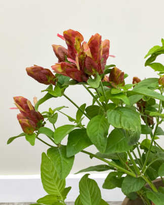Shrimp Plant