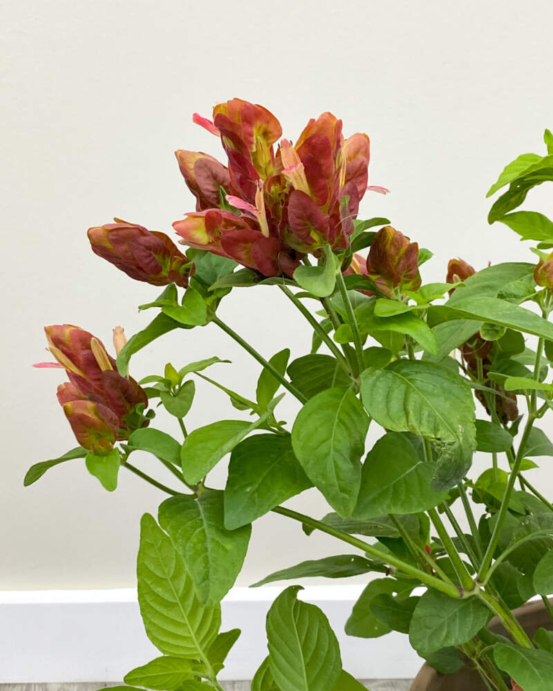 thumbnail image 2 of Live Red & Yellow Shrimp Plant Starter – Beloperone Guttata, Well-Rooted, Ships In Pot 2 of 3