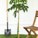 silk floss tree large