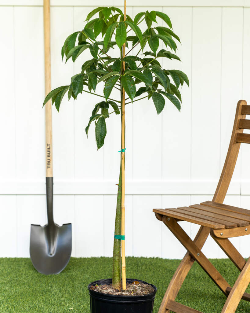 Chorisia speciosa, Silk Floss Tree PlantVine