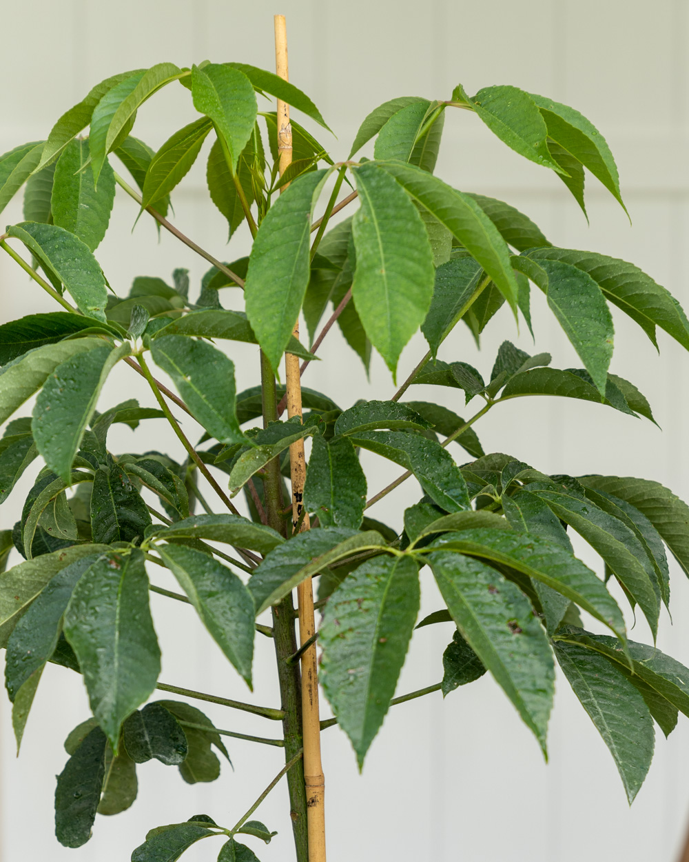 muskel Evolve omdrejningspunkt Chorisia speciosa, Silk Floss Tree | PlantVine