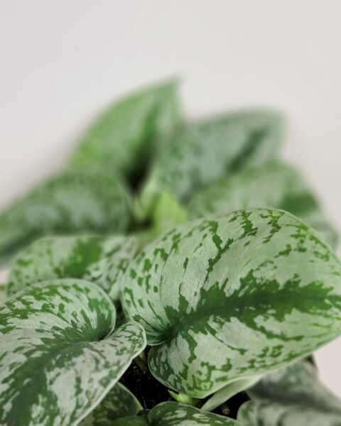 Foliage Foliage