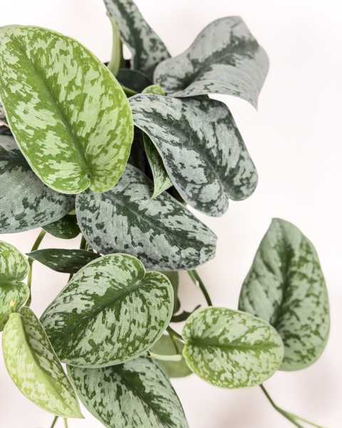 Foliage Foliage