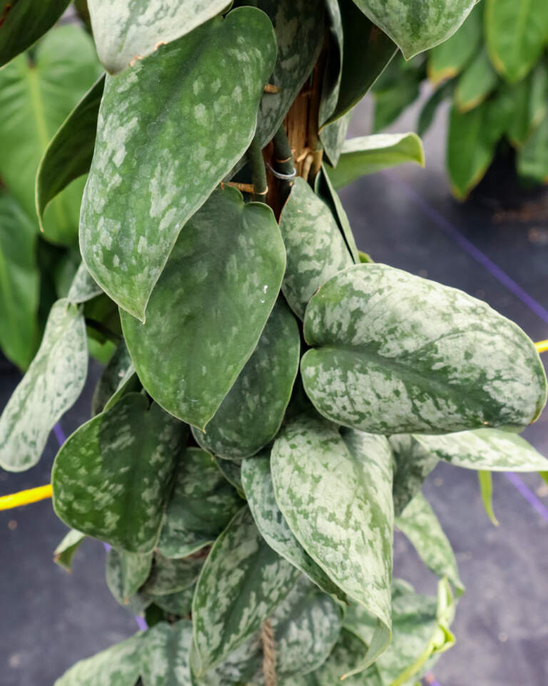 Scindapsus pictus ‘Silver Satin’, Silver Satin Pothos