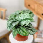 Silver Satin Pothos