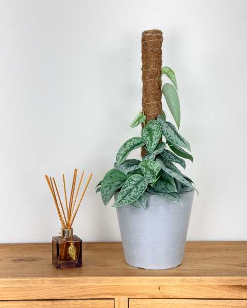 Medium, Totem