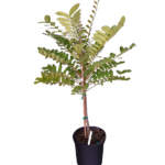 simarouba glauca large