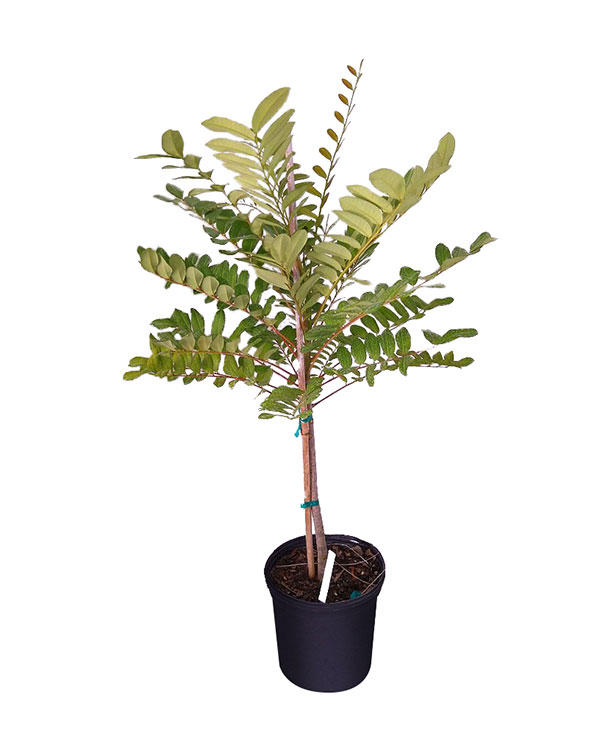 Buy Simarouba glauca, Paradise Tree | Free Shipping over $100