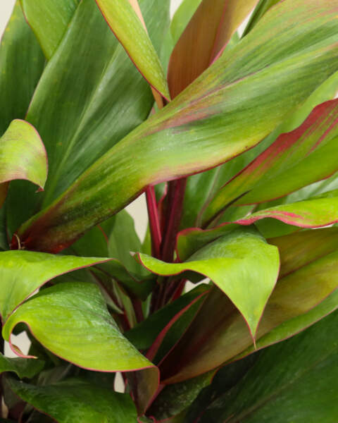 Foliage