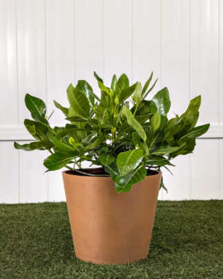 Single Tahitian Gardenia