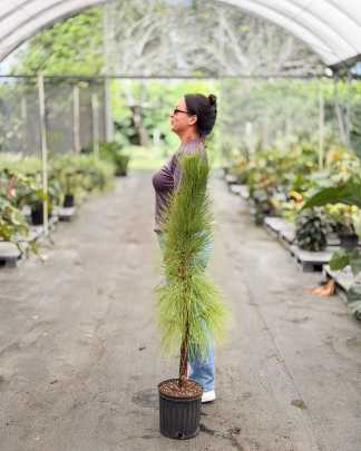 Slash Pine - PlantVine Picks