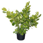 small leaf clusia 7g