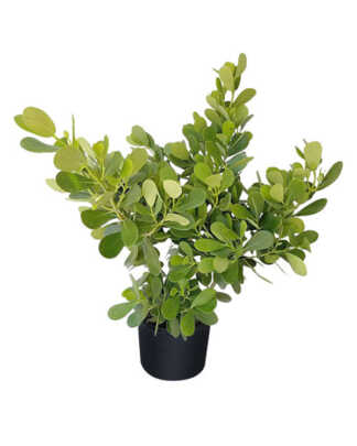 small leaf clusia 7g