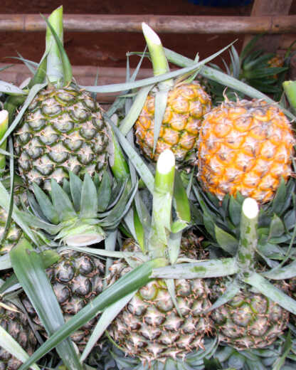 Fruit
