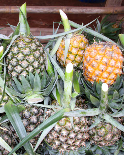 Fruit