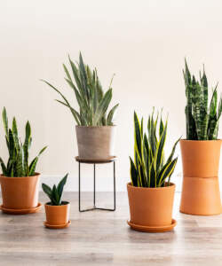 Snake Plants