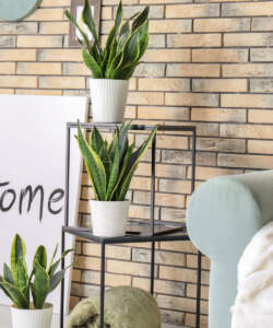 Snake Plants on shelf