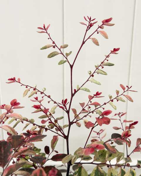 Foliage
