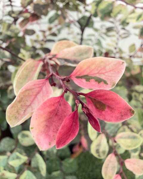 Leaves