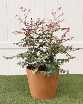 Breynia disticha, Snow on the Mountain, Snowbush - Large