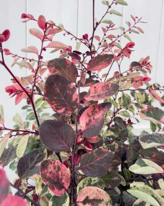 Breynia disticha, Snow on the Mountain, Snowbush