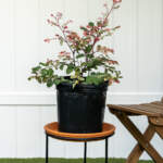 snow on the mountain large