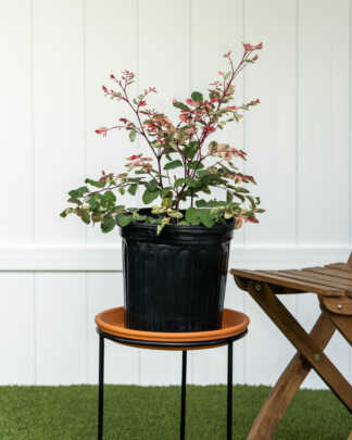 snow on the mountain large