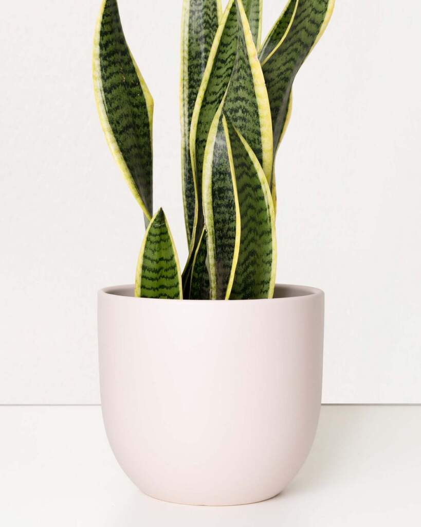 Premium Planter 8 inch PlantVine