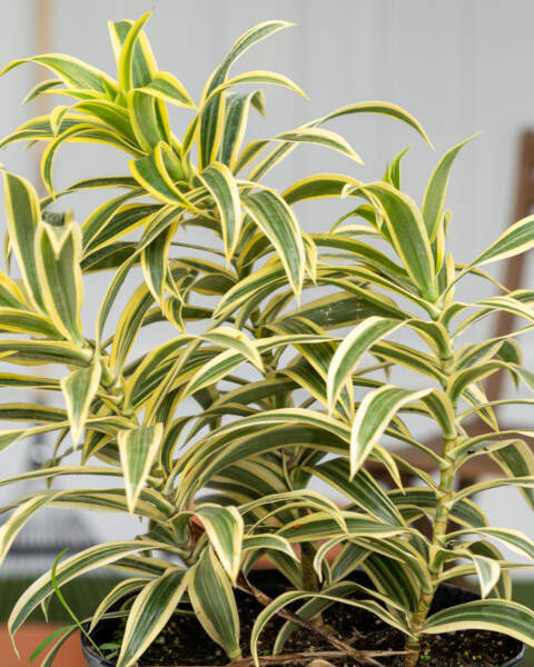 Leaves Leaves