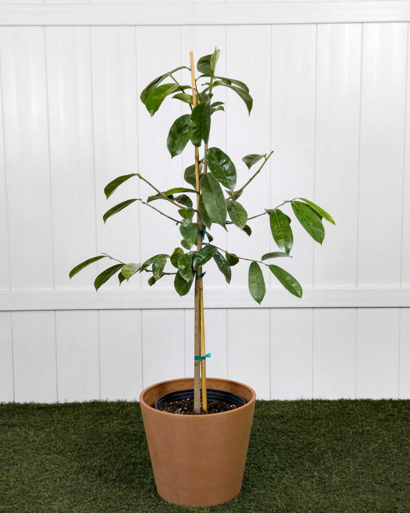 Annona Muricata Graviola Soursop Guanabana Potted Tree - 5-9 Inches Live Plant