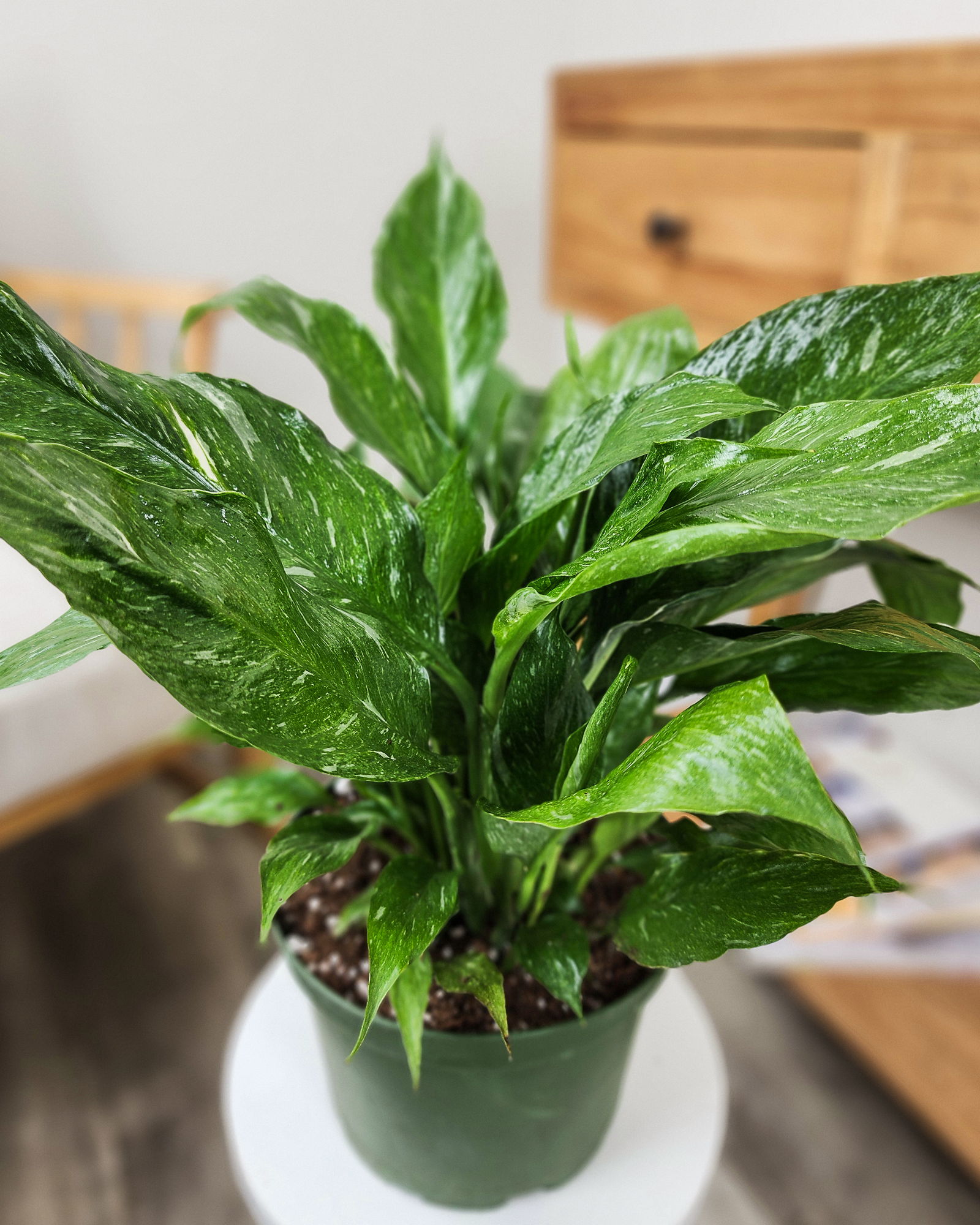 cheap snake plants Snake Plant