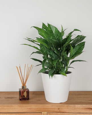 Spathiphyllum Domino