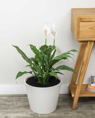 Spathiphyllum Domino
